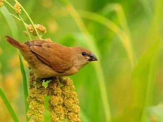 Обои природа, растения, размытость, птица, клюв, воробей, перья, nature, plants, blur, bird, beak, sparrow, feathers разрешение 1920x1200 Загрузить