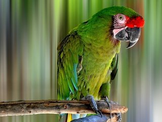 Обои ветка, птица, клюв, перья, попугай, ара, branch, bird, beak, feathers, parrot, ara разрешение 2560x1600 Загрузить