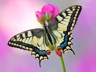 Обои насекомое, цветок, бабочка, крылья, махаон, insect, flower, butterfly, wings, swallowtail разрешение 1920x1280 Загрузить