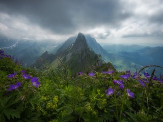 Обои цветы, пасмурно, облака, горы, природа, лес, швейцария, альпы, пик, flowers, overcast, clouds, mountains, nature, forest, switzerland, alps, peak разрешение 2048x1365 Загрузить