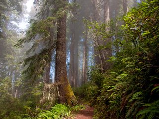 Обои природа, лес, тропа, папоротник,     деревья, nature, forest, trail, fern, trees разрешение 2000x1328 Загрузить