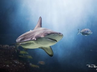 Обои вода, рыбы, хищник, рыбка, акула, подводный мир, water, fish, predator, shark, underwater world разрешение 2048x1365 Загрузить