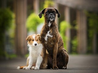 Обои друзья, собаки, боксер, в солнечной, бордер-колли, tini, friends, dogs, boxer, sunny, the border collie разрешение 2048x1230 Загрузить