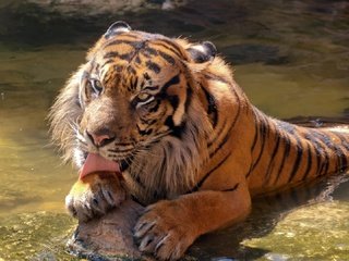 Обои тигр, морда, камни, лапы, лежит, хищник, большая кошка, язык, tiger, face, stones, paws, lies, predator, big cat, language разрешение 1920x1080 Загрузить