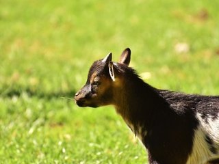 Обои трава, коза, козел, козленок, козочка, козлик, grass, goat разрешение 1920x1280 Загрузить