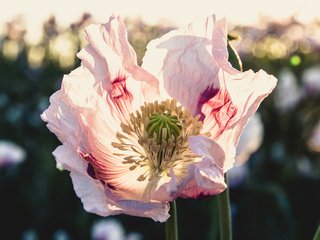 Обои свет, цветок, лепестки, мак, боке, крупным планом, light, flower, petals, mac, bokeh, closeup разрешение 2048x1365 Загрузить