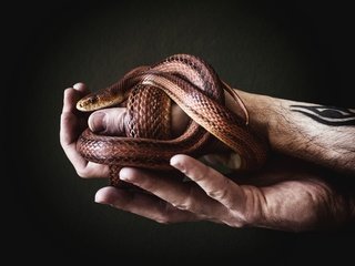 Обои змея, руки, мужчина, татуировка, aleks daiwer, snake, hands, male, tattoo разрешение 2560x1707 Загрузить