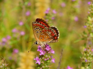 Обои цветы, макро, насекомое, бабочка, крылья, flowers, macro, insect, butterfly, wings разрешение 3000x1835 Загрузить