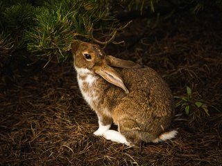 Обои хвоя, ветки, темный фон, кролик, заяц, зайчик, грызун, needles, branches, the dark background, rabbit, hare, bunny, rodent разрешение 2048x1152 Загрузить