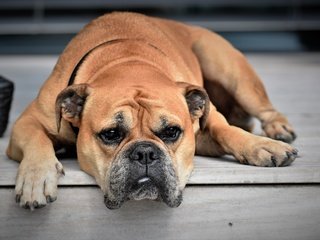 Обои морда, лапы, взгляд, собака, бульдог, собака.бульдог, face, paws, look, dog, bulldog, dog.bulldog разрешение 6000x4000 Загрузить