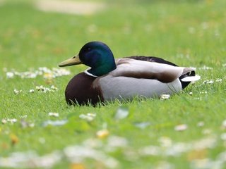 Обои цветы, трава, природа, птица, утка, селезень, flowers, grass, nature, bird, duck, drake разрешение 3499x2172 Загрузить