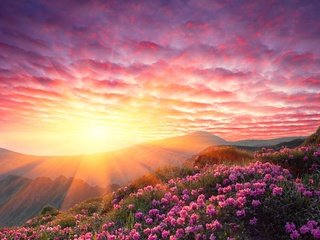 Обои небо, цветы, облака, горы, солнце, закат, лучи, the sky, flowers, clouds, mountains, the sun, sunset, rays разрешение 3008x3005 Загрузить