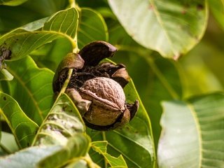Обои ветка, дерево, листья, орехи, орех, грецкий орех, branch, tree, leaves, nuts, walnut разрешение 1920x1280 Загрузить
