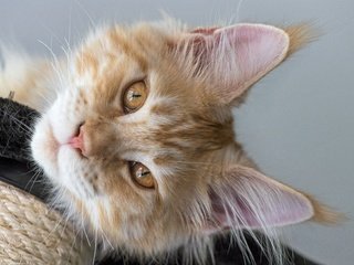 Обои кот, мордочка, усы, кошка, взгляд, рыжий, мейн-кун, cat, muzzle, mustache, look, red, maine coon разрешение 5568x3712 Загрузить