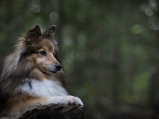 Обои портрет, собака, животное, пес, шелти, шетландская овчарка, portrait, dog, animal, sheltie, shetland sheepdog разрешение 2048x1365 Загрузить