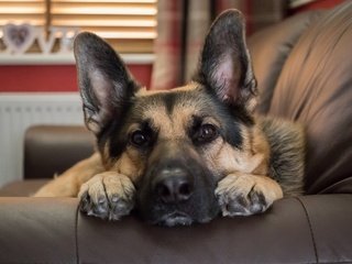 Обои мордочка, взгляд, собака, диван, немецкая овчарка, muzzle, look, dog, sofa, german shepherd разрешение 2048x1365 Загрузить