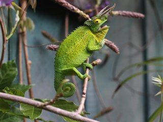 Обои ветки, ящерица, хамелеон, рептилия, branches, lizard, chameleon, reptile разрешение 5184x3456 Загрузить