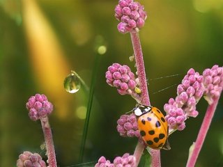 Обои цветы, природа, жук, насекомое, капля, божья коровка, боке, dashakern, flowers, nature, beetle, insect, drop, ladybug, bokeh разрешение 4800x3411 Загрузить