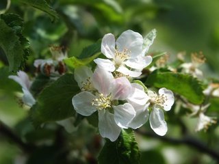 Обои цветы, дерево, цветение, листья, ветки, весна, боке, flowers, tree, flowering, leaves, branches, spring, bokeh разрешение 5472x3648 Загрузить