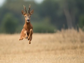 Обои олень, полет, поле, рога, бег, deer, flight, field, horns, running разрешение 2048x1294 Загрузить