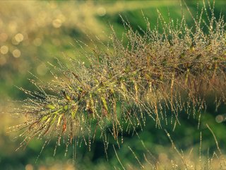 Обои трава, природа, фон, растение, колосок, grass, nature, background, plant, spike разрешение 2880x1513 Загрузить