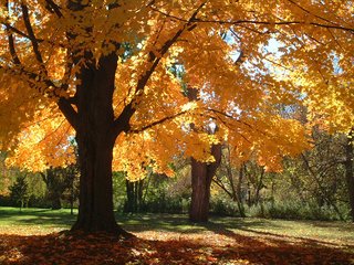 Обои деревья, листья, парк, ветки, осень, trees, leaves, park, branches, autumn разрешение 1920x1200 Загрузить