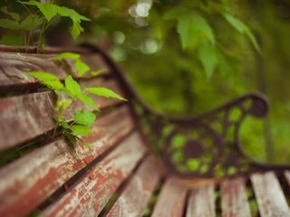 Обои листья, макро, скамейка, растение, leaves, macro, bench, plant разрешение 1920x1080 Загрузить