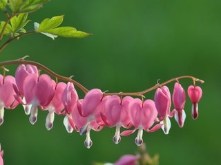 Обои цветы, цветение, макро, розовые цветы, дицентра, разбитое сердце, flowers, flowering, macro, pink flowers, the bleeding heart, broken heart разрешение 4288x2848 Загрузить