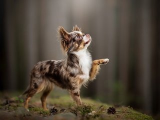 Обои мордочка, взгляд, собака, шишки, чихуахуа, muzzle, look, dog, bumps, chihuahua разрешение 1920x1200 Загрузить