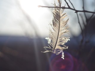 Обои природа, макро, ветки, перья, перо, nature, macro, branches, feathers, pen разрешение 3696x2448 Загрузить