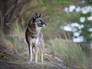 Обои трава, природа, собака, друг, grass, nature, dog, each разрешение 2048x1295 Загрузить