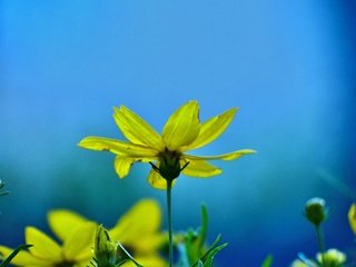 Обои цветы, цветение, лепестки, бутон, весна, желтые, зверобой, flowers, flowering, petals, bud, spring, yellow, st. john's wort разрешение 4608x3456 Загрузить