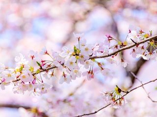 Обои цветы, цветение, ветки, размытость, весна, flowers, flowering, branches, blur, spring разрешение 4347x2898 Загрузить