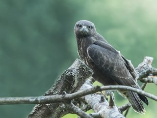 Обои дерево, взгляд, птица, клюв, перья, ястреб, боке, хищная птица, tree, look, bird, beak, feathers, hawk, bokeh, bird of prey разрешение 2048x1365 Загрузить