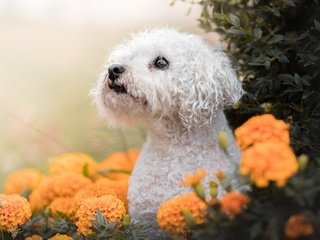Обои морда, цветы, взгляд, собака, пудель, бархатцы, болонка, audrey bellot, face, flowers, look, dog, poodle, marigolds, lapdog разрешение 6000x4000 Загрузить