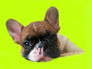 Обои французский бульдог, french bulldog разрешение 3000x1860 Загрузить