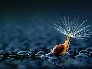 Обои дождь, зонтик, улитка, rain, umbrella, snail разрешение 1920x1200 Загрузить