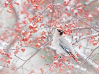 Обои снег, зима, ветки, птица, ягоды, свиристель, snow, winter, branches, bird, berries, the waxwing разрешение 2048x1365 Загрузить