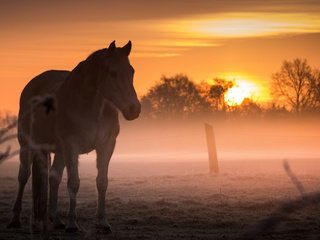 Обои лошадь, закат, туман, поле, конь, horse, sunset, fog, field разрешение 2560x1440 Загрузить