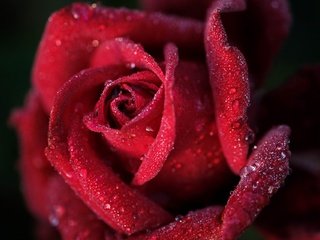 Обои макро, роза, красный, бутон, macro, rose, red, bud разрешение 2048x1280 Загрузить