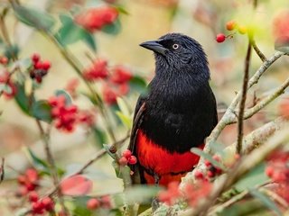 Обои ветки, птица, ягоды, плоды, яркая, трупиал, красно-черная, branches, bird, berries, fruit, bright, trupial разрешение 2048x1365 Загрузить