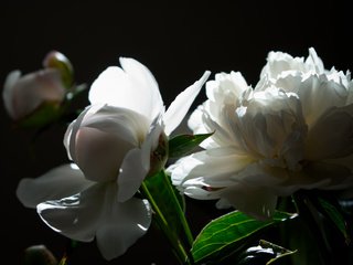 Обои свет, цветы, букет, пион, пионы, белые пионы, light, flowers, bouquet, peony, peonies разрешение 2112x1188 Загрузить