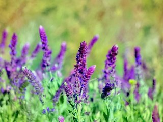 Обои цветы, трава, лето, стебли, шалфей, flowers, grass, summer, stems, sage разрешение 5184x3456 Загрузить