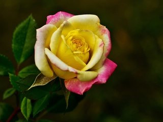 Обои макро, роза, бутон, темный фон, яркая, macro, rose, bud, the dark background, bright разрешение 2048x1152 Загрузить