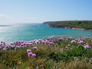 Обои цветы, море, побережье, франци, бретань, flowers, sea, coast, france, brittany разрешение 1920x1080 Загрузить