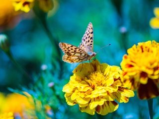 Обои цветы, природа, макро, насекомое, бабочка, желтые, боке, бархатцы, flowers, nature, macro, insect, butterfly, yellow, bokeh, marigolds разрешение 6000x4000 Загрузить