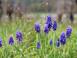 Обои цветы, весна, мускари, мышиный гиацинт, flowers, spring, muscari, hyacinth mouse разрешение 5184x3456 Загрузить