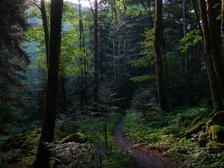 Обои деревья, полумрак, камни, лес, ветки, листва, тропинка, мох, заросли, trees, twilight, stones, forest, branches, foliage, path, moss, thickets разрешение 3840x2160 Загрузить