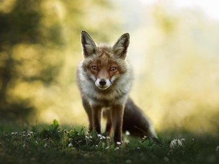 Обои морда, цветы, взгляд, поляна, лиса, боке, face, flowers, look, glade, fox, bokeh разрешение 2000x1373 Загрузить