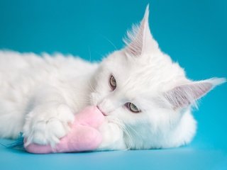 Обои морда, кот, кошка, взгляд, лежит, игрушка, голубой фон, мейн-кун, face, cat, look, lies, toy, blue background, maine coon разрешение 3840x2160 Загрузить